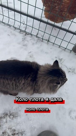 Коло плота я дала коло плота 😸 Наслухався я тих пісень тіктоковських 🐾🤷🏻🌿 #funny #ask #short