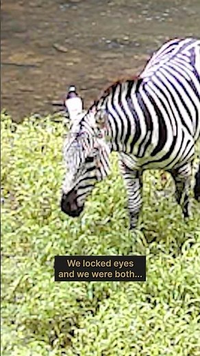 Vanderbilt staff member shares the wild story of an encounter with viral sensation “Ed the Zebra” 🦓