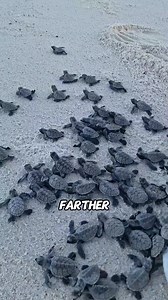 XL Baby Turtle Not Eating for a Week: What to Do? 🐢