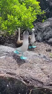 The blue-footed booby, scientifically known as Sula nebouxii, is a marine bird that inhabits the subtropical and tropical regions of the eastern Pacific Ocean. Within the genus Sula, which includes six species commonly referred to as boobies, this bird stands out with its vibrant blue feet. These feet are a result of their specialized diet and serve as a sexually selected trait. During the mating ritual, males exhibit their feet by lifting them up and down while strutting before the female. | UN