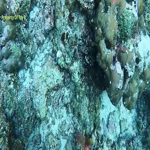 32K views · 1.1K reactions | Spearfishing Giant Grouper | Diving With Sharks | Facebook