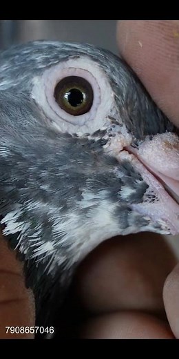 BLACK GOLDEN EYES CHENNAI BREED JEERA MADRASI PIGEONS AT ANDUL HOWRAH #pigeonshorts #madrasipigeon