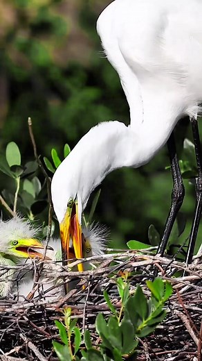 So amazing babies | The Wildlife