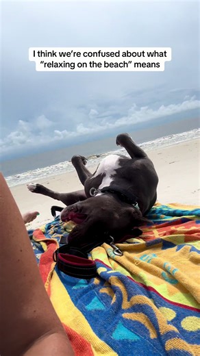 Service Dog Enjoys Sunbathing on Beach Towel