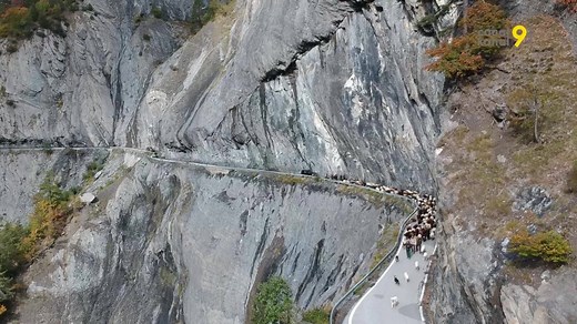 Elle a lieu 2 fois par année. La transhumance… Elle permet au troupeau de changer de pâturage entre les saisons chaudes et froides. Une tradition millénaire et un événement très attendu par le berger et ses ouailles. | Canal9