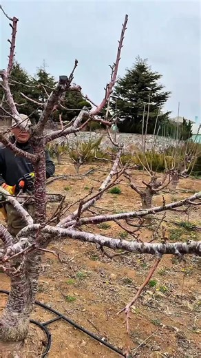 Transforming an Old Cherry Tree: Pruning Before and After