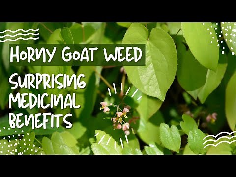 Horny Goat Weed (Barrenwort): Surprising Medicinal Uses