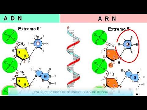 Nucleótidos, ADN y ARN - 4eso