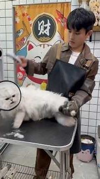 Again Come with an aggressive Cat #cat #pets #funny