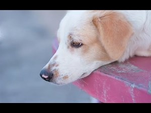 This Is What You Should Do If Your Dog Ate Poison For Rats