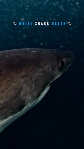 Great White Sharks Swim Together | White Shark Ocean