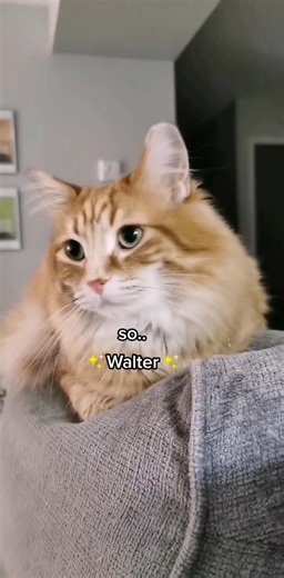 123K views · 6.9K reactions | I love his excited little meow  #catstagram #catlover #cat #catpaws #catsofinstagram #cats_of_instagram #cats #catloversclub #cats_of_world #catlife #pets #kitten #orangecats #cute #cutecats #funny #walterthecatt | Walter the Catt | Facebook