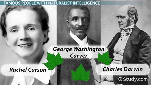 Naturalistic Intelligence | Definition & Examples