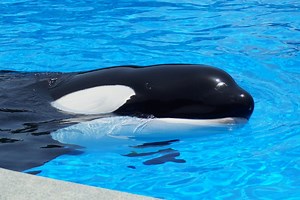 Dine with Shamu: almoço com as baleias no Sea World