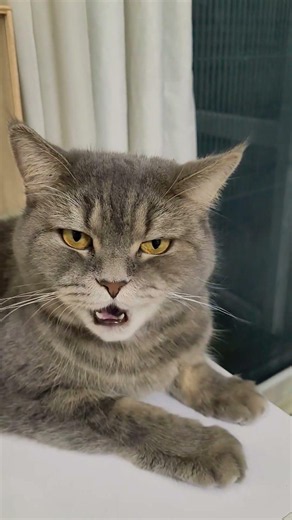cat meowing to attract cats 🐈🐈🐈 | cat sounds | funnycat | cat voice | viralshort | tinathecat |