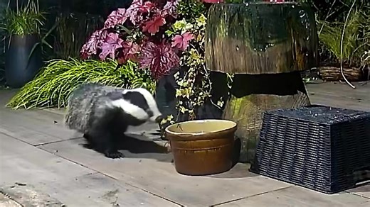 19K views · 2.5K reactions | So the good news is we have a new badger visiting. I’m not sure but I think it might be a cub from this year which is now about 9 months old. The bad news is he/she seems to have an abscess under the chin but I have seen these before and they have always resolved themselves. This little one must have come from another local sett and has been a regular for a few days now 說❤️ | Mr Lumpy & Friends. | Facebook