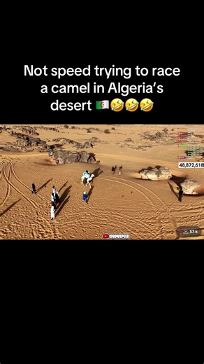 Racing Camels in Algeria's Vast Desert