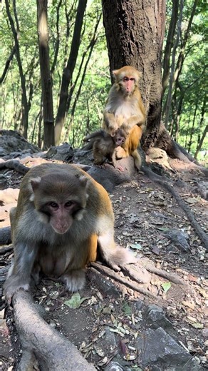 Chinese Man Playing Happily with a Monkey