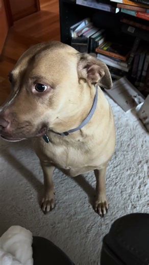 New week, new problems 🤣 #harley #harleysrufflife