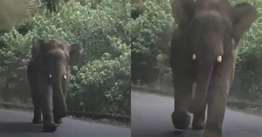 കുറ്റ്യാടി ചുരത്തിൽ ചിന്നംവിളിച്ച് കാറിന് നേരെ പാഞ്ഞടുത്ത് കാട്ടാന, യാത്രികർ രക്ഷപ്പെട്ടത് തലനാരിഴക്ക്; വീഡിയോ