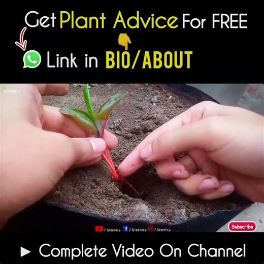 How to Grow Swiss Chard Plants At Home?