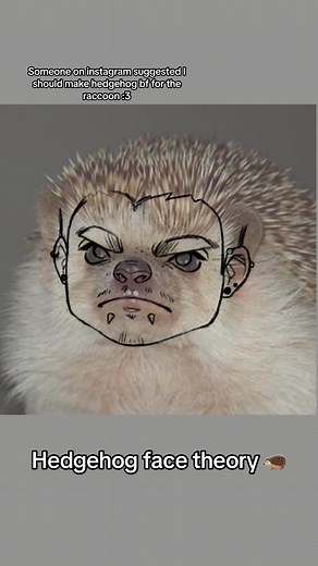 Hedgehog Face Theory | Animal Drawing Art | Cute Animal Face Concepts