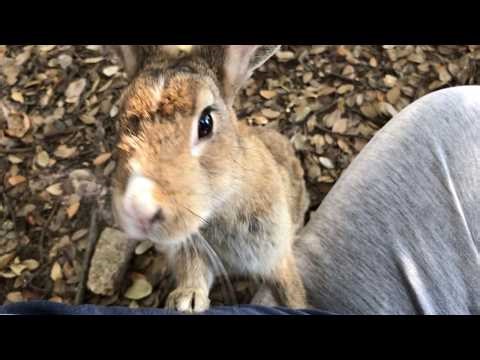 Very friendly bunny asked if it could sit on my lap.