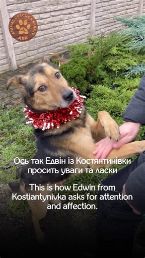 Порятунок тварин Харків | Евакуація, лікування, новий дім on Instagram: "Шукаємо родину для Едвіна з Костянтинівки! (⬇️ENG) Ось так Едвін із Костянтинівки просить уваги та ласки. Так само він робив, коли його приходили годувати в Костянтинівці. Його господарка була повністю паралізована За жінкою та за Едвіном доглядала соц. працівниця. Та коли ситуація стала критичною, і жінку мали евакуювати, до нас звернулися за допомогою в порятунку Едвіна. Едвін дуже сумує без людини. Йому дуже бракує Друга