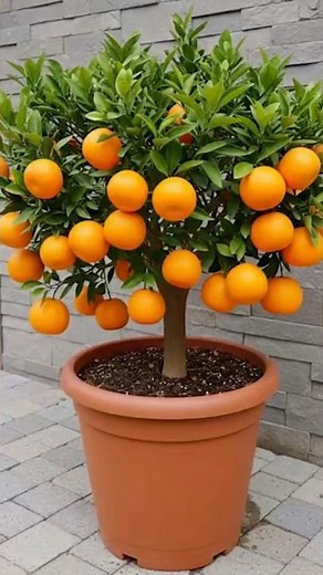 🍊 How to grow orange tree at home