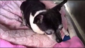 17K views · 2.2K shares | RESCUED by Shamrock Rescue Foundation CODE...