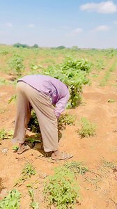 Papaya nin iyo nag side loo kal garta #fbreelsfypシ゚viralfbreelsfypシ゚viral #followersreelsfypシ゚viral #somalitiktok12 #foryoupage #agriculture #OMG | Moha adam
