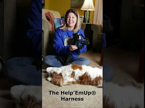 Learn How to Put on the Help 'Em Up Harness 🐾 Helping My Senior with His Mobility with a Harness