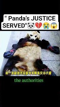 😱 🐼 Betrayed Panda’s Final Journey 💔 #animalrescue #viral #USA