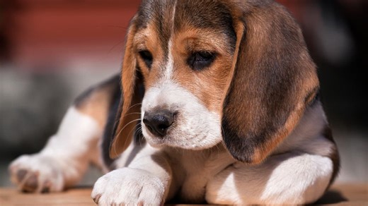 Ricky Gervais supports rescue of 2,000 beagles at US facility