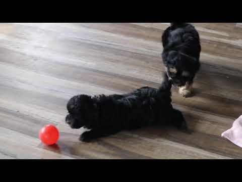 Shihpoo Puppies For Sale