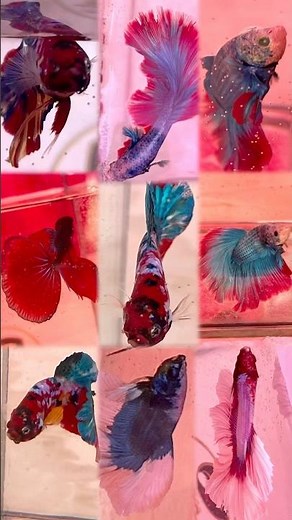 Mind Blowing 🤯 World's Biggest & Most Beautiful Betta Fish Show 🐟 | Betta Fish | Fighter Fish #fish