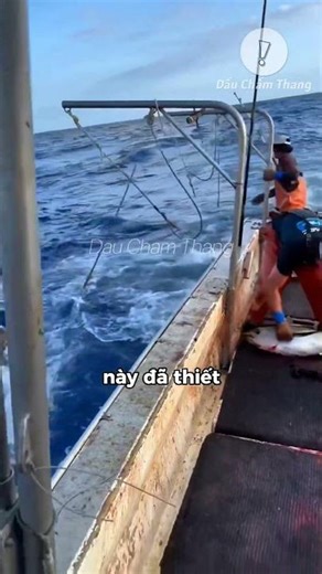 Hundreds of tuna were caught very easily.