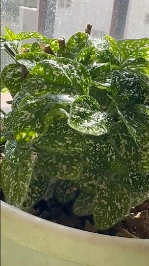 Pruning and care of polka dot plant 🪴 #plants #houseplants #garden #growinghome