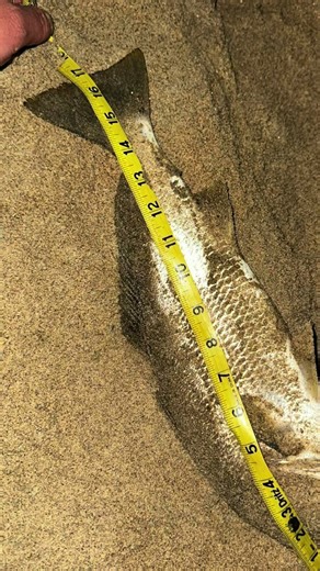 Grunion Run Sparks Epic Surf Fishing in SoCal! (Surfside Report) Witness the thrill of the first grunion run of the year in Southern California and Northern Baja California! These silvery fish spawn on our beaches, drawing in predators and creating prime surf fishing opportunities. Check out our report from Surfside, CA, where anglers hooked some massive catches over the last few days. Gear up for the next grunion run and join the action! Don’t miss the next Friedman Adventures Surf Fishing Fest