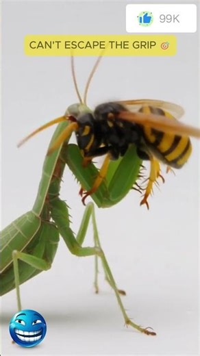 The Mantis strike is actually TOO fast for the eye ⚡️