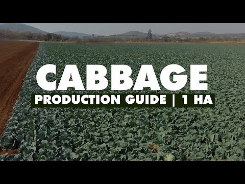 Cabbage Production Guide 1 Hectare