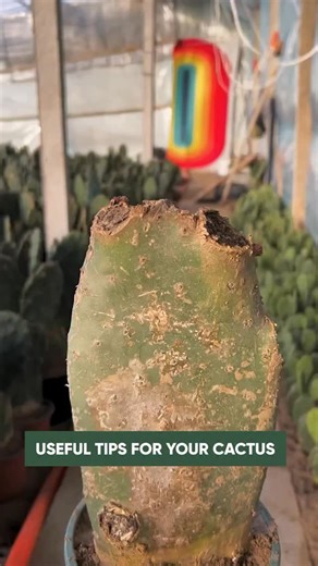 Cactus Garden on Instagram: "Useful tips for cactus 🌵 #cactus #cacti #plants"