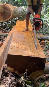 103K views · 1.4K reactions | #chainsaw #husqvarna | Angelo M P | Facebook