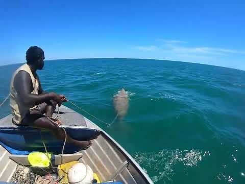 dugong hunting