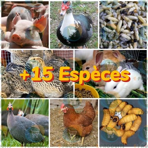 328K views · 1.4K reactions |  Démarre ton projet agricole dès...