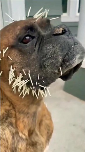 How Porcupines Shoot Their Quills