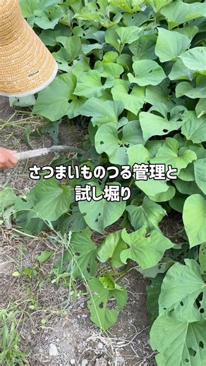 さつまいものつる管理と試し堀り #家庭菜園