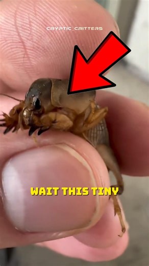 This Tiny Insect Is LOUDER Than Traffic?! 😱 #animals #fyp