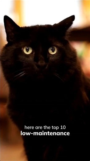 The Easiest Cats to Own Right Now #CatBreeds #LowMaintenance #Shorts
