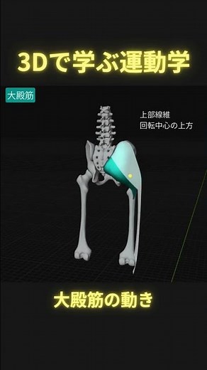 3Dで学ぶ大殿筋の動き #理学療法 #足病学 #ptタイガー #日本足病学協会